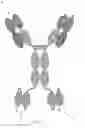 Fig. 02 - Bispecific EGFR/CD16 antigen-binding protein