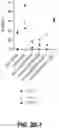 Fig. 06 - IDENTIFICATION OF HLA-RESTRICTED PRAME PEPTIDE EPITOPES, PRAME-SPECIFIC T CELLS SUITABLE FOR 