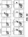 Fig. 19 - IDENTIFICATION OF HLA-RESTRICTED PRAME PEPTIDE EPITOPES, PRAME-SPECIFIC T CELLS SUITABLE FOR 