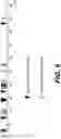 Fig. 29 - IDENTIFICATION OF HLA-RESTRICTED PRAME PEPTIDE EPITOPES, PRAME-SPECIFIC T CELLS SUITABLE FOR 