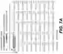 Fig. 30 - IDENTIFICATION OF HLA-RESTRICTED PRAME PEPTIDE EPITOPES, PRAME-SPECIFIC T CELLS SUITABLE FOR 