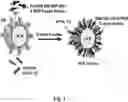 Fig. 02 - COMPOSITIONS AND METHODS FOR DETECTING AND TREATING A SARS-COV-2 INFECTION
