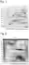 Fig. 02 - ANTIGEN OF ALLERGY AND EPITOPE THEREOF