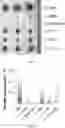 Fig. 28 - Method of treating diseases of the kidney and urinary tract by administering a peptide-linked therapeutic agent
