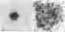Fig. 01 - NANOSYSTEMS AS SELECTIVE VEHICLES