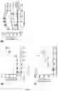 Fig. 02 - METHODS FOR PREVENTING INDUCTION OF IMMUNE RESPONSES TO THE TRANSDUCED CELLS EXPRESSING A TRANSGENE PRODUCT AFTER OCULAR GENE THERAPY