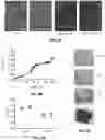 Fig. 08 - SYSTEMS AND METHODS FOR BACTERIAL BIOFILM INACTIVATION