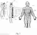 Fig. 02 - AUDITORY NEURAL INTERFACE DEVICE
