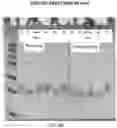 Fig. 08 - NON-ANIMAL BASED PROTEIN SOURCES WITH FUNCTIONAL PROPERTIES
