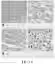 Fig. 05 - KITS AND CONTAINERS FOR TREATING VIMENTIN EXPRESSING TUMORS