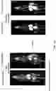 Fig. 13 - CD8 BINDING AGENTS AND USES THEREOF