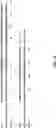 Fig. 43 - Antibodies Binding to Vista at Acidic pH