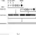 Fig. 02 - METHODS AND COMPOSITIONS FOR SYNTHESIZING IMPROVED SILK FIBERS
