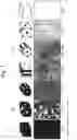 Fig. 02 - ION EXCHANGE MEMBRANE AND METHOD OF MANUFACTURING AN ION EXCHANGE MEMBRANE
