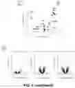 Fig. 15 - CIRCULATING CARDIOVASCULAR BIOMARKERS AND VASCULAR STABILIZING THERAPY