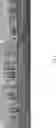 Fig. 07 - Subsurface drip irrigation (SDI) lines enhanced with essential oils