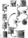 Fig. 02 - System for rapid, robust, and efficient in vitro mass propagation of 