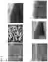 Fig. 04 - System for rapid, robust, and efficient in vitro mass propagation of 