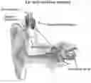Fig. 01 - SYSTEMS AND METHODS FOR DETECTING THE PRESENCE OF ELECTRICALLY EVOKED COMPOUND ACTION POTENTIALS (eCAPS), ESTIMATING SURVIVAL OF AUDITORY NERVE FIBERS, AND DETERMINING EFFECTS OF ADVANCED AGE ON THE ELECTRODE-NEURON INTERFACE IN COCHLEAR IMPLANT USERS