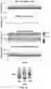 Fig. 06 - Determination of stimulation parameters for muscle activation