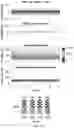 Fig. 07 - Determination of stimulation parameters for muscle activation