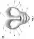 Fig. 02 - FACE CONTOUR MASK SYSTEM AND METHOD