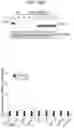 Fig. 100 - METHODS FOR TREATING CANCER BY INHIBITING CARM1
