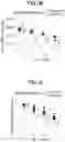 Fig. 20 - METHODS FOR TREATING CANCER BY INHIBITING CARM1