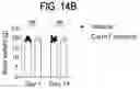 Fig. 76 - METHODS FOR TREATING CANCER BY INHIBITING CARM1