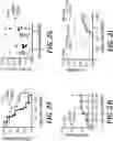 Fig. 09 - MYELOMA-SPECIFIC IMMUNITY REQUIRES THE DIFFERENTIATION OF STEM-LIKE MEMORY T CELLS IN THE BONE MARROW