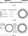 Fig. 02 - VACCINE COMPOSITIONS COMPRISING ENDOGENOUS GAG POLYPEPTIDES