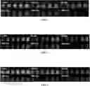 Fig. 02 - METHOD FOR PREPARING CHEMILUMINESCENT HYDROGEL