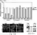 Fig. 06 - CANCER BIOMARKERS AND METHODS OF USE THEREOF