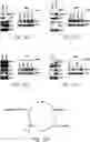 Fig. 07 - CANCER BIOMARKERS AND METHODS OF USE THEREOF