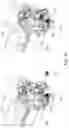 Fig. 31 - IMAGE FORMING APPARATUS, PROCESS CARTRIDGES, AND CONNECTING MEMBER