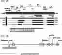 Fig. 06 - COMPOSITIONS USEFUL IN TREATMENT OF KRABBE DISEASE