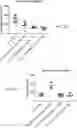 Fig. 20 - COMPOSITIONS USEFUL IN TREATMENT OF KRABBE DISEASE