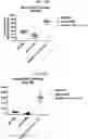 Fig. 41 - COMPOSITIONS USEFUL IN TREATMENT OF KRABBE DISEASE