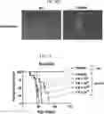 Fig. 50 - COMPOSITIONS USEFUL IN TREATMENT OF KRABBE DISEASE