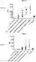 Fig. 56 - COMPOSITIONS USEFUL IN TREATMENT OF KRABBE DISEASE