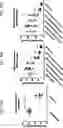 Fig. 66 - COMPOSITIONS USEFUL IN TREATMENT OF KRABBE DISEASE