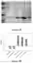Fig. 06 - POLYPEPTIDES DIRECTED AGAINST VIRAL INFECTION AND USES THEREOF