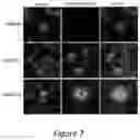 Fig. 08 - POLYPEPTIDES DIRECTED AGAINST VIRAL INFECTION AND USES THEREOF