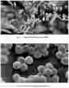 Fig. 02 - Topical application of CRISPR-modified bacteria to treat acne vulgaris