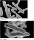 Fig. 07 - Topical application of CRISPR-modified bacteria to treat acne vulgaris
