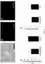 Fig. 05 - PRODUCTS AND METHODS TO ISOLATE MITOCHONDRIA