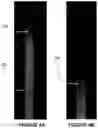 Fig. 05 - MICROFLUIDIC DEVICES, SYSTEMS, AND METHODS