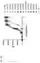 Fig. 24 - CD25 antibodies