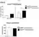 Fig. 09 - CHIMERIC ANTIGEN RECEPTORS TARGETING CD33