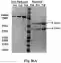 Fig. 115 - TUMOR ACTIVATED T CELL ENGAGERS AND METHODS OF USE THEREOF
